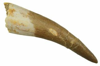 Fossil Plesiosaur (Zarafasaura) Tooth - Morocco #297988