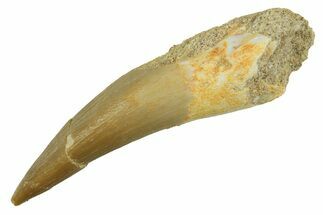 Fossil Plesiosaur (Zarafasaura) Tooth - Morocco #297989