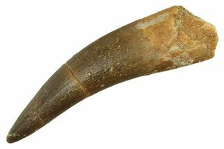 Fossil Plesiosaur (Zarafasaura) Tooth - Morocco #297990