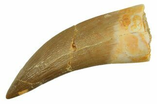 Fossil Plesiosaur (Zarafasaura) Tooth - Morocco #297997