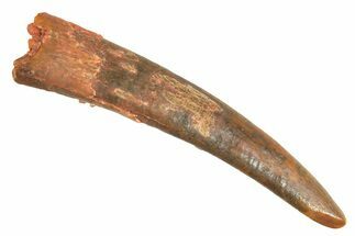 Fossil Pterosaur (Siroccopteryx) Tooth - Morocco #298539