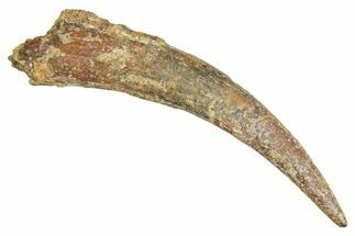 Fossil Pterosaur (Siroccopteryx) Tooth - Morocco #298552