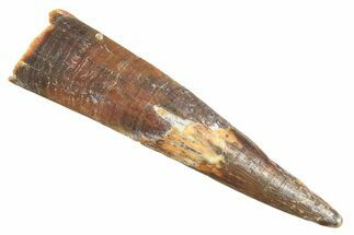 Fossil Pterosaur (Siroccopteryx) Tooth - Morocco #298553