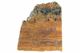 Rare North Pole Dome Stromatolite Slice - Billion Years #298607