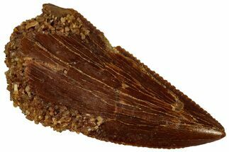 Serrated, Raptor Tooth - Real Dinosaur Tooth #296750