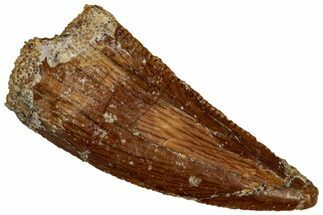 Serrated, Raptor Tooth - Real Dinosaur Tooth #296752