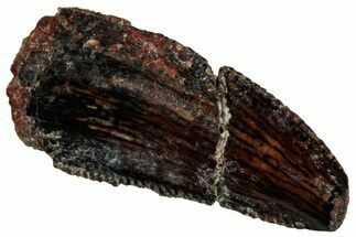 Serrated Abelisaurid Premaxillary Tooth - Dekkar Formation #298637