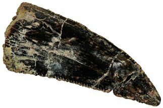 Serrated Abelisaurid Tooth - Dekkar Formation, Morocco #298640