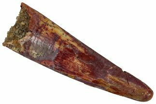 Fossil Pterosaur (Siroccopteryx) Tooth - Morocco #298753