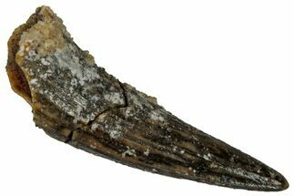 Juvenile Fossil Spinosaurus Tooth - Real Dinosaur Tooth #298761