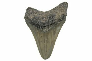 Juvenile Megalodon Tooth - South Carolina #298770