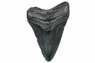 Juvenile Megalodon Tooth - South Carolina #298772