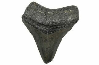 Juvenile Megalodon Tooth - South Carolina #298773