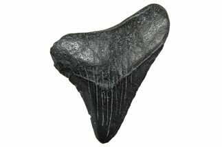 Juvenile Megalodon Tooth - South Carolina #298776