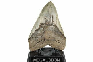 Huge, Fossil Megalodon Tooth - North Carolina #298782