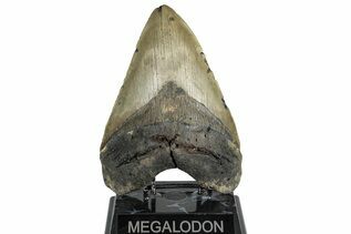 Fossil Shark Teeth For Sale