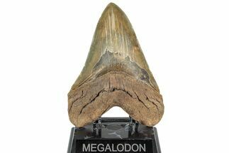 Huge, Serrated Fossil Megalodon Tooth - North Carolina #298786