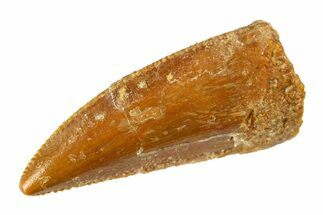 Serrated Raptor Premaxillary Tooth - Real Dinosaur Tooth #297518