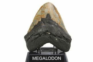 Beastly, Fossil Megalodon Tooth - Huge NC Meg #298799