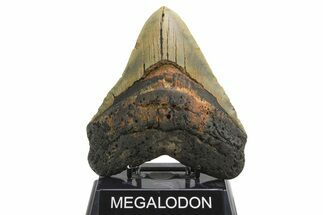 Fossil Megalodon Tooth - Huge NC Meg #298805