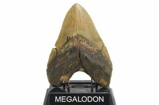 Serrated, Fossil Megalodon Tooth - Huge NC Meg #298816