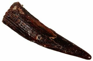 Fossil Pterosaur (Siroccopteryx) Tooth - Morocco #297819