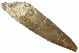 Fossil Plesiosaur (Zarafasaura) Tooth - Morocco #298294