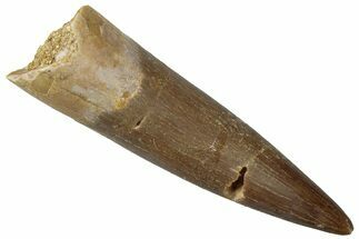 Fossil Plesiosaur (Zarafasaura) Tooth - Morocco #298296
