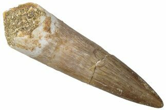 Fossil Plesiosaur (Zarafasaura) Tooth - Morocco #298301