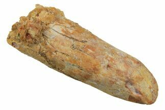 Fossil Sauropod Dinosaur (Titanosaur) Tooth - Morocco #298673