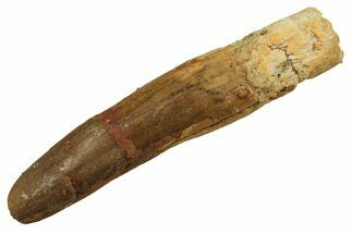 Fossil Sauropod Dinosaur (Titanosaur) Tooth - Morocco #298677