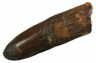 Fossil Sauropod Dinosaur (Titanosaur) Tooth - Morocco #298679