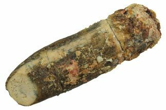 Fossil Sauropod Dinosaur (Titanosaur) Tooth - Morocco #298691