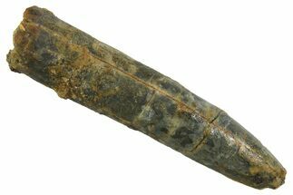 Fossil Sauropod Dinosaur (Titanosaur) Tooth - Morocco #298695