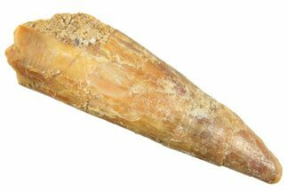 Fossil Pterosaur (Siroccopteryx) Tooth - Morocco #297944