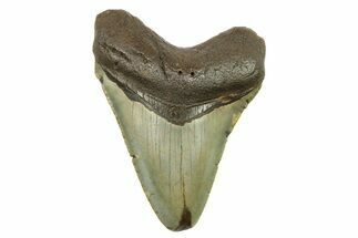 Fossil Megalodon Tooth - North Carolina #298829