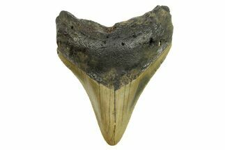 Serrated, Fossil Megalodon Tooth - North Carolina #298846