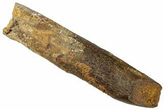 Fossil Sauropod Dinosaur (Titanosaur) Tooth - Morocco #298627
