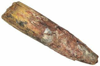 Fossil Sauropod Dinosaur (Titanosaur) Tooth - Morocco #298628