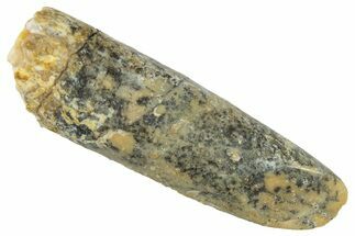 Fossil Sauropod Dinosaur (Titanosaur) Tooth - Morocco #298642