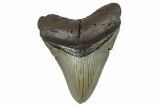 Fossil Megalodon Tooth - North Carolina #298892