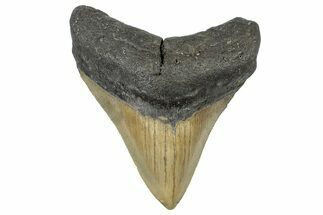 Serrated, Posterior Megalodon Tooth - North Carolina #298904