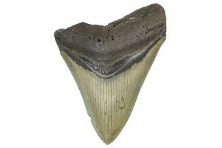 Serrated, Fossil Megalodon Tooth - North Carolina #298914