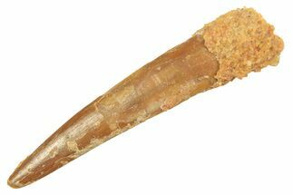 Fossil Pterosaur (Siroccopteryx) Tooth - Morocco #298561