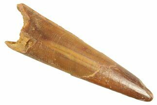 Fossil Pterosaur (Siroccopteryx) Tooth - Morocco #298563