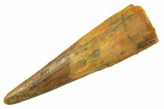 Fossil Pterosaur (Siroccopteryx) Tooth - Morocco #298570