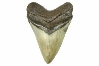 Serrated, Fossil Megalodon Tooth - North Carolina #298939