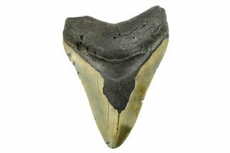 Serrated, Fossil Megalodon Tooth - North Carolina #298956