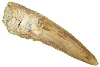 Fossil Spinosaurus Tooth - Real Dinosaur Tooth #298349