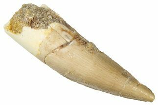 Juvenile Fossil Spinosaurus Tooth - Real Dinosaur Tooth #298358